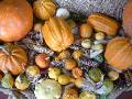 Pumpkin corn display